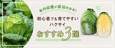 初心者でも育てやすいハクサイ おすすめ3選 年内収穫が成功のカギ！
