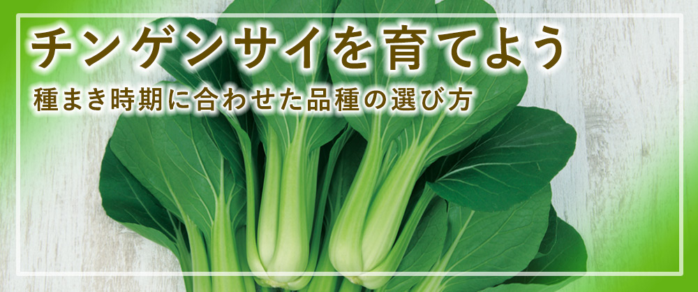 チンゲンサイを育てよう 種まき時期に合わせた品種の選び方