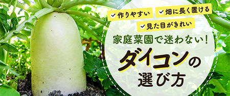 調理方法や収穫時期で品種を使い分け 家庭菜園で迷わない！ダイコンの選び方