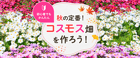 秋の定番！コスモス畑を作ろう！