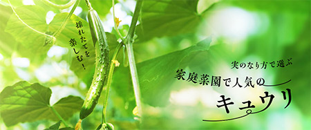 採れたてを楽しむ！実のなり方で選ぶ家庭菜園で人気のキュウリ