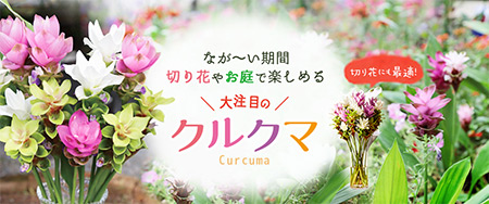 なが～い期間切り花やお庭で楽しめる 大注目のクルクマ