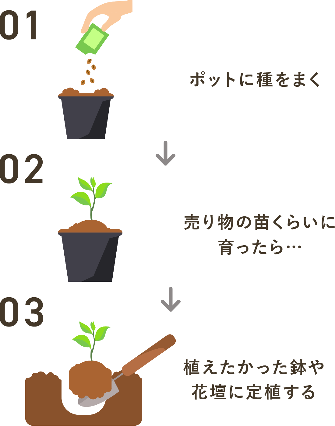 一般的な種まきのプロセス　１．ポットに種をまく　２．売り物くらいの苗に育ったら・・・　３．植えたかった鉢や花壇に定植する