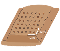 株間12～15cm、4条植え（6条の中2本抜き）を目安の植え付けイラスト