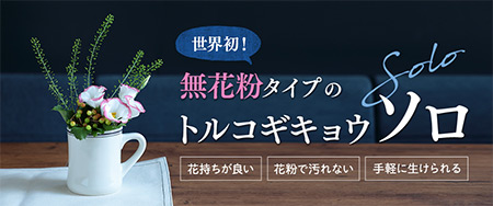 世界初！無花粉タイプのトルコギキョウ ソロ