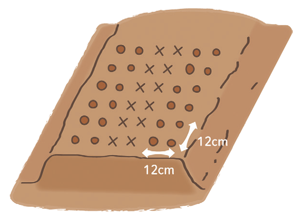 株間12～15cm、4条植え（6条の中2本抜き）を目安の植え付けイラスト