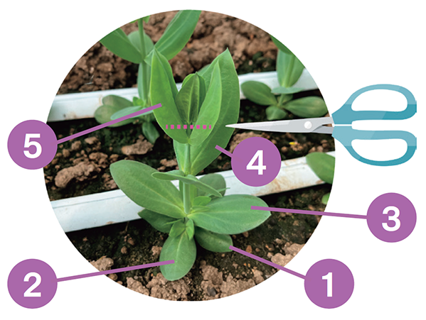 定植後、本葉5対でピンチの順番のイラスト