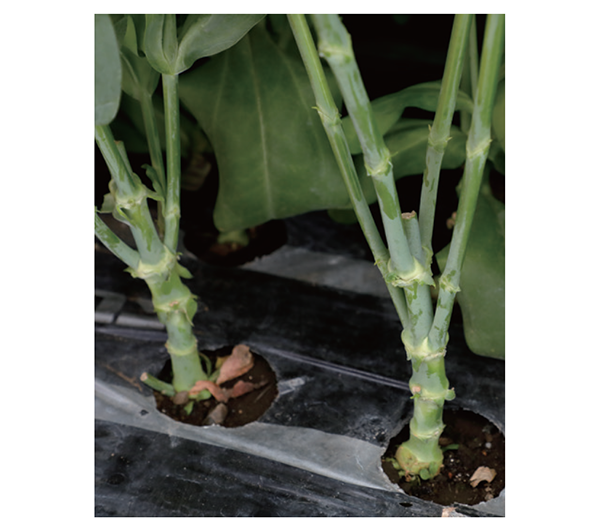 株元の様子の写真