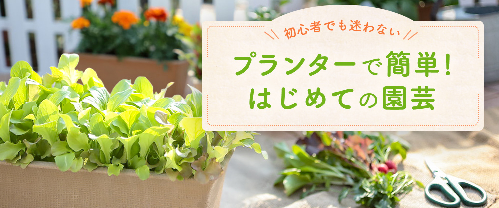 143円 【2021春夏新色】 実咲野菜 レタス ガーデンレタスミックス 小袋003035