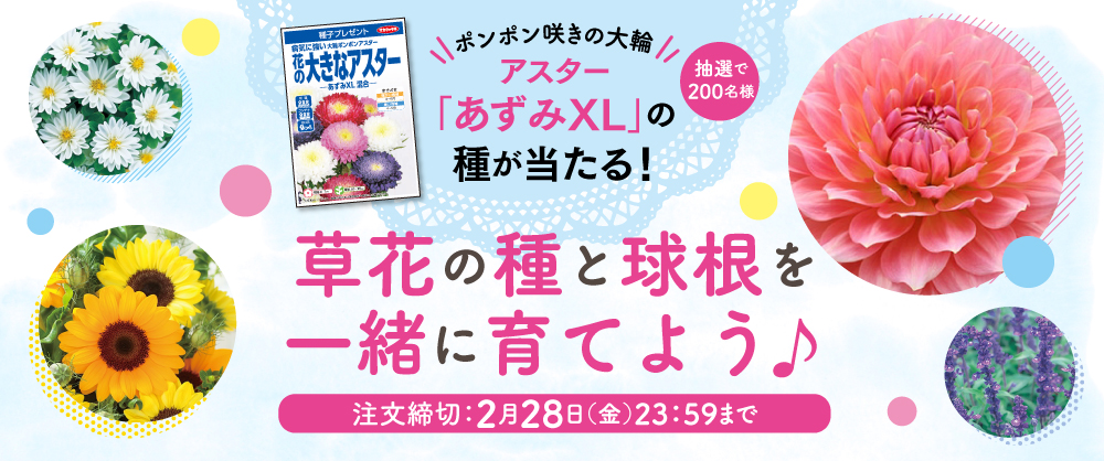 アスター「あずみXL」の種が当たる！草花の種と球根を一緒に育てよう♪応募期間は2月28日（金）23:59まで