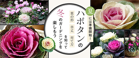 夏には準備開始！ハボタンの葉の形・草丈・育て方を知って冬のガーデニングを楽しもう