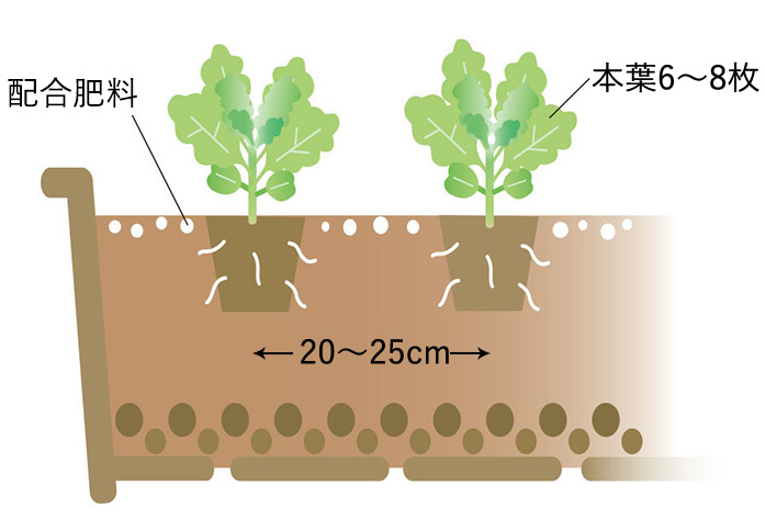本葉が6～8枚になったら20～25cm間隔で植え替え 配合肥料も置き肥にする