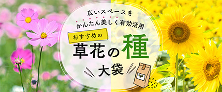 広いスペースをかんたん美しく有効活用 おすすめの草花の種大袋