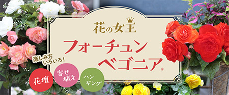 花壇、寄せ植え、ハンギング 楽しみ方いろいろ！花の女王 フォーチュンベゴニア(R)