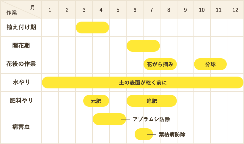 冷蔵ユリの栽培カレンダー
