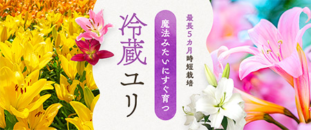 魔法みたいにすぐ育つ冷蔵ユリ
