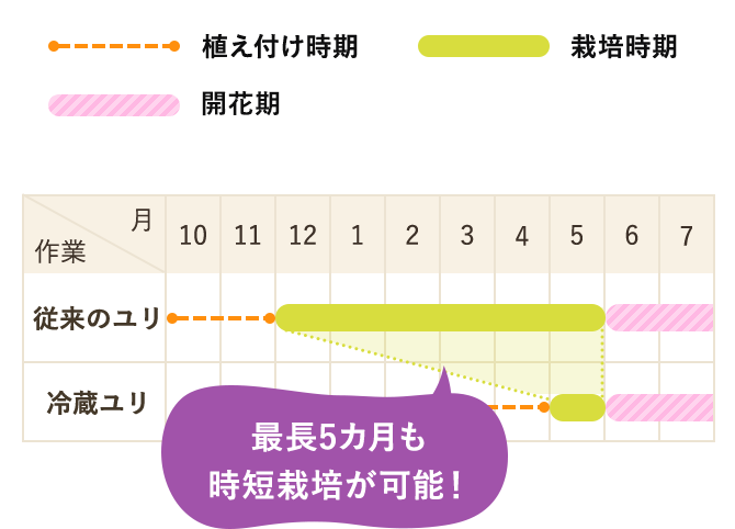 冷蔵ユリの植え付け時期のカレンダー