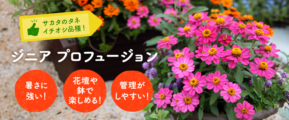暑さに強い 花壇や鉢で楽しめる 管理がしやすい ジニア プロフュージョン 種 タネ 球根 苗の通販はサカタのタネ オンラインショップ
