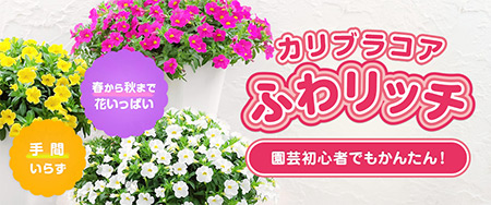 園芸初心者でもかんたん！カリブラコア ふわリッチ