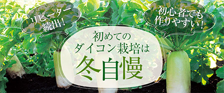 初めてのダイコン栽培は「冬自慢」