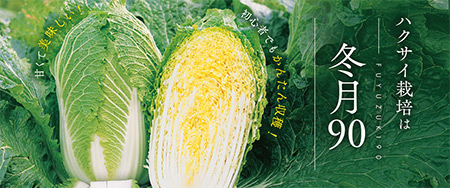 甘くて美味しい！初心者でもかんたん収穫！ハクサイ栽培は冬月90