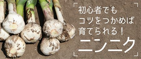 初心者でもコツを掴めば育てられる！ニンニク