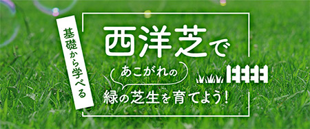 芝生の育て方・お手入れ方法を基礎から学べる 西洋芝で緑の芝生を育てよう！