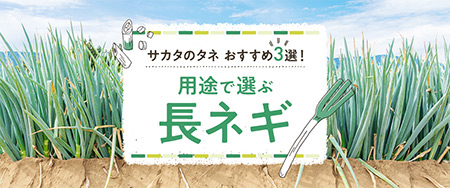 サカタのタネ おすすめ3選！用途で選ぶ長ネギ