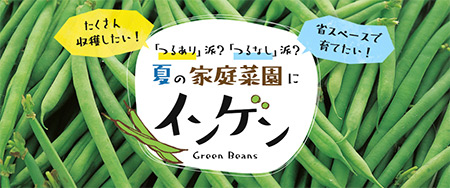 「つるあり」派？「つるなし」派？ 夏の家庭菜園にインゲン