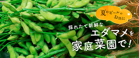 採れたて新鮮なエダマメを家庭菜園で！