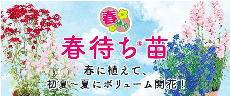 春に植えて、初夏～夏にボリューム開花！！春待ち(R)苗