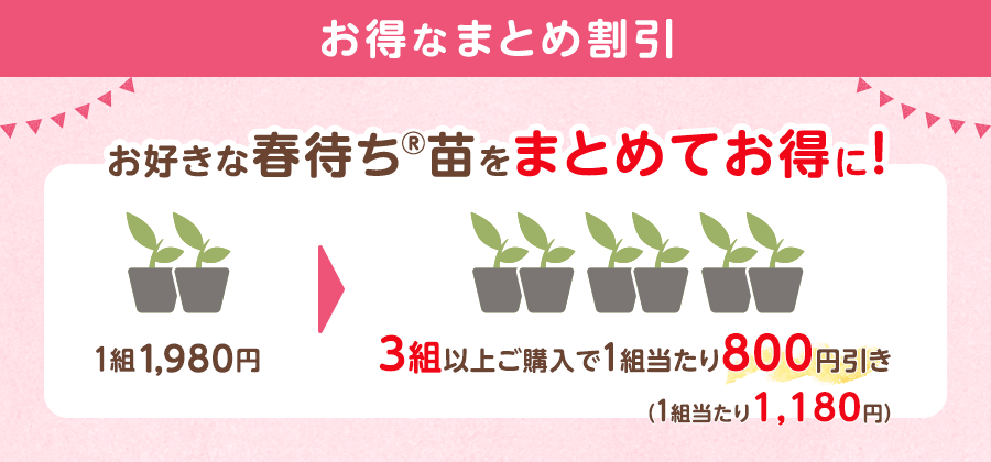 まとめ割引 好きな春待ち(R)苗をまとめてお得に 通常1組1,980円のところ、3組以上同時にご注文いただくと1組あたり800円引き（1組あたり1,180円）になります