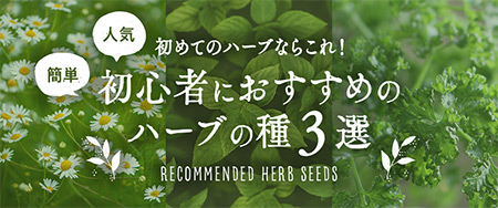 簡単！人気！初心者におすすめのハーブの種 3選