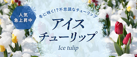 冬に咲く！？不思議なチューリップ アイスチューリップ