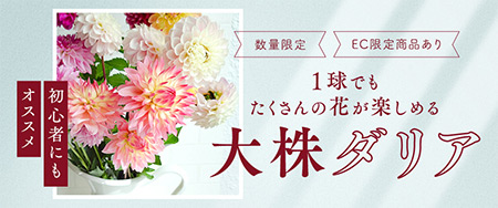 初心者にもオススメ １球でもたくさんの花が楽しめる 大株ダリア