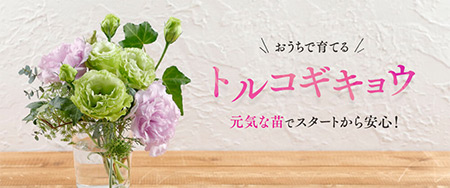 おうちで育てるトルコギキョウ 元気な苗でスタートから安心!