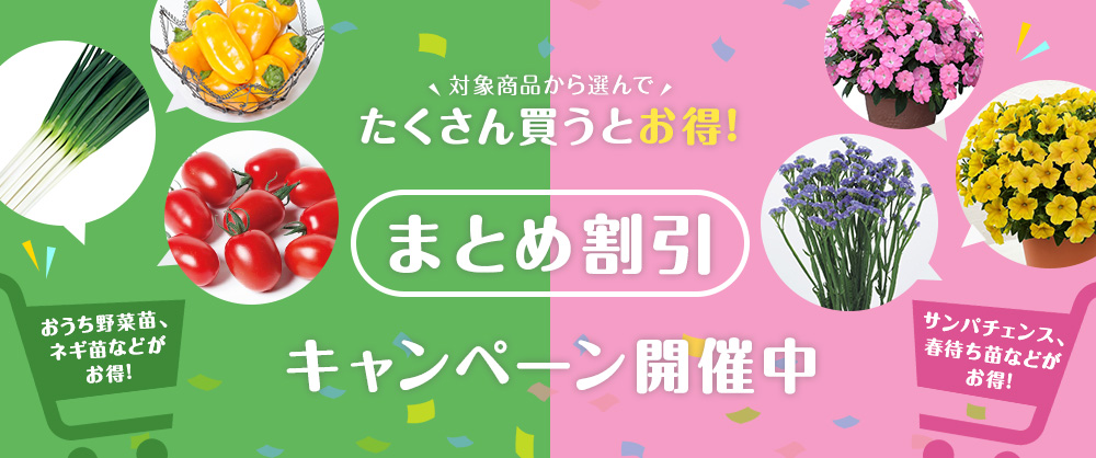 対象商品から選んで たくさん買うとお得！ まとめ割引 キャンペーン開催中！ ※まとめ割引は同日出荷商品に限ります。