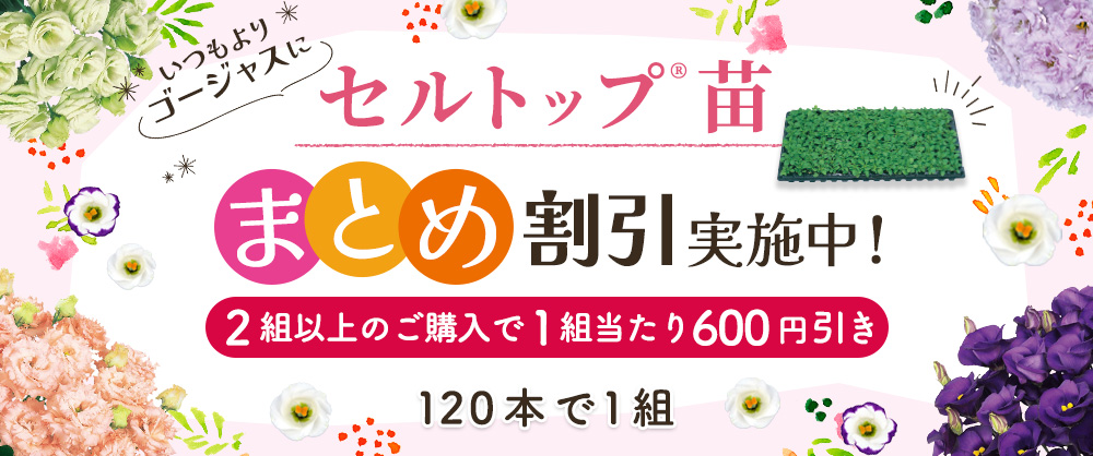 セルトップ苗トルコギキョウ120本　まとめ割引対象商品