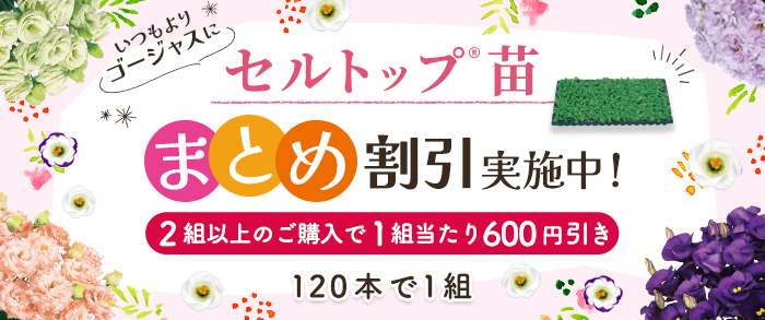 セルトップ苗トルコギキョウ120本　まとめ割引対象商品