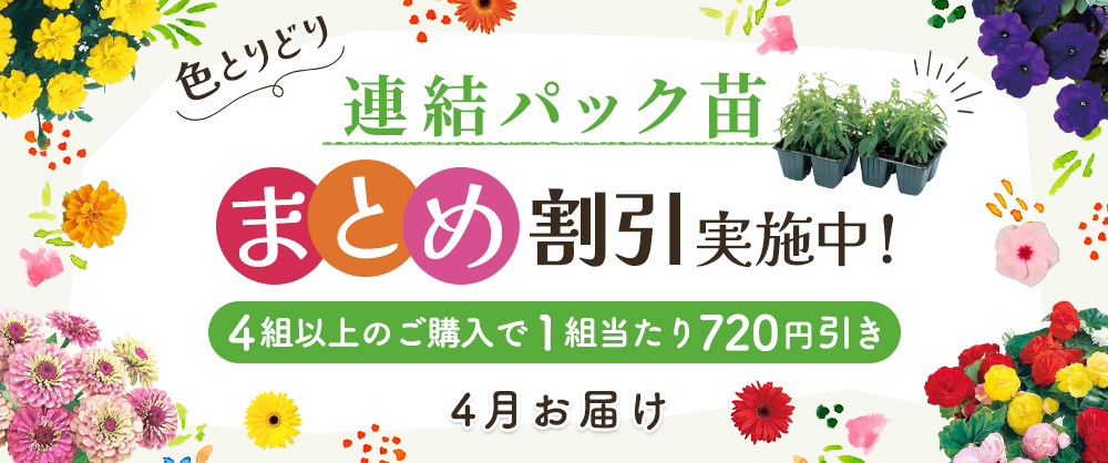 【2025年4月発送予定】連結パック苗　まとめ割引対象商品