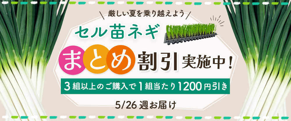 【2025年5月26日週発送予定】セル苗ネギ　まとめ割引対象商品