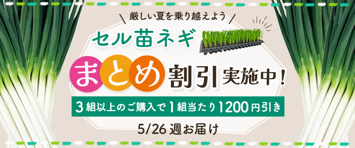 【2025年5月26日週発送予定】セル苗ネギ　まとめ割引対象商品