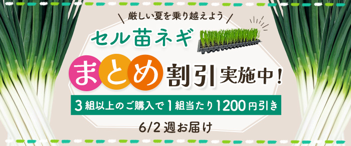 【2025年6月2日週発送予定】セル苗ネギ　まとめ割引対象商品