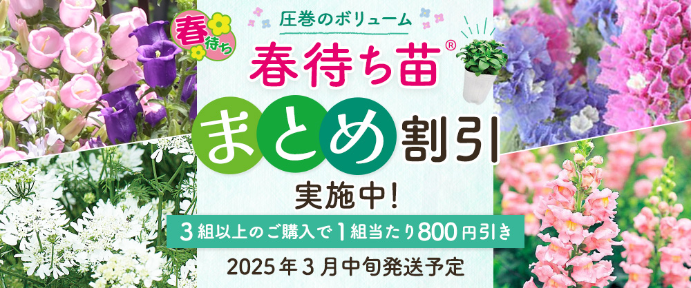 【2025年3月中旬発送予定】春待ち苗　まとめ割引対象商品