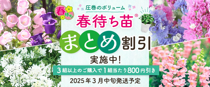 【2025年3月中旬発送予定】春待ち苗　まとめ割引対象商品