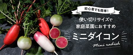 初心者でも簡単！使い切りサイズで家庭菜園におすすめミニダイコン