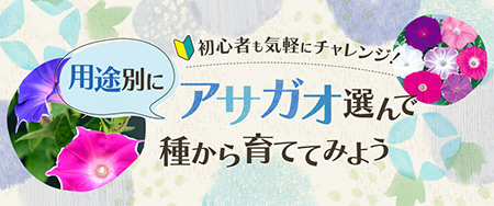 初心者も気軽にチャレンジ！用途別にアサガオを選んで種から育ててみよう