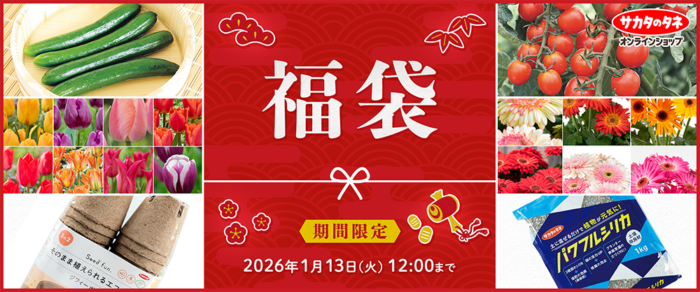 果菜の種セット　12種類まとめ売り おすすめ果菜の種 5種セット｜種（タネ）,球根,苗,資材,ガーデニング