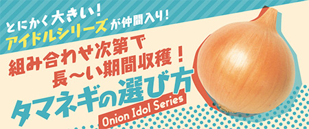 組み合わせ次第で長い期間収穫！タマネギの選び方