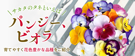 サカタのタネといえばパンジー・ビオラ！育てやすく花色豊かな品種をご紹介